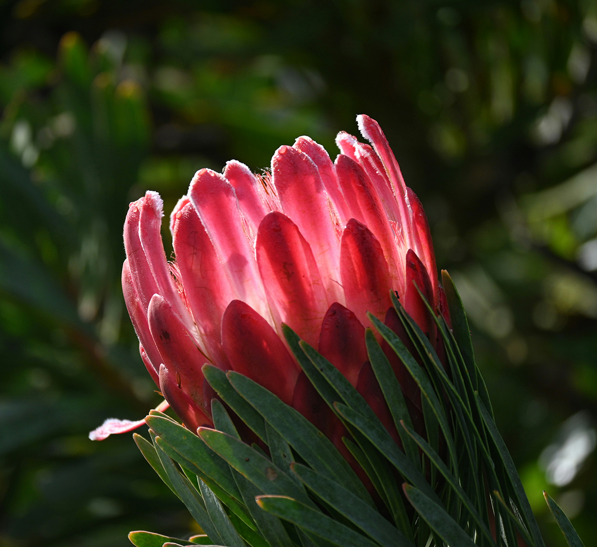 About EMDR South Africa